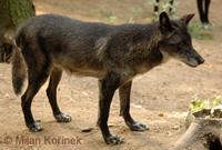Canis lupus pambasileus - Alaska Wolf