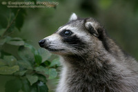 Procyon minor - Guadeloupe Raccoon