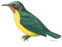 Image of: Chalcoparia singalensis (rubycheek sunbird;ruby-cheeked sunbird)