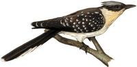 Image of: Clamator glandarius (great spotted cuckoo)