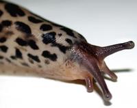 Image of: Limax maximus (giant garden slug)