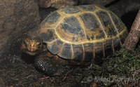 Indotestudo forstenii - Forsten's Tortoise