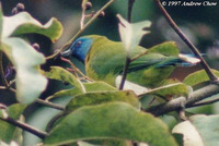 Blue-masked Leafbird - Chloropsis venusta