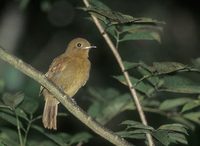 Thrush-like Schiffornis (Schiffornis turdinus) photo