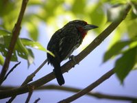 Black-spotted Barbet - Capito niger