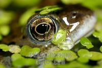 Common frog ( Rana temporia ) UK stock photo