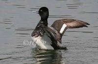 Lesser Scaup at Monkmoor (Ian Butler) 11/6/05 two nice