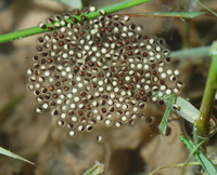 : Microhyla heymonsi