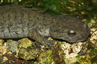 : Ranodon sibiricus; Semirechensk Salamander