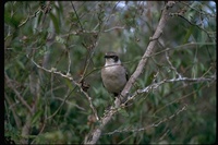 : Nesomimus parvulus parvulus; Galapagos Mockingbird