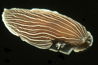 : Armina californica; California Armina