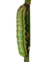 Lacanobia thalassina - Pale-shouldered Brocade