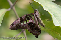 Graphium agamemnon - Tailed Jay