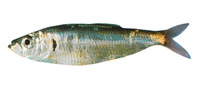 Sprattus antipodum, New Zealand blueback sprat: fisheries, bait