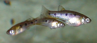 Poeciliopsis gracilis, Porthole livebearer: aquarium