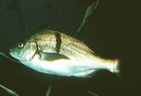 Anisotremus davidsonii, Xantic sargo: fisheries, gamefish