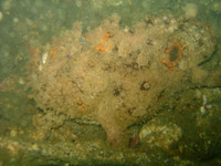 Perulibatrachus elminensis, Guinean toadfish: fisheries