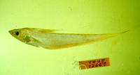 Coryphaenoides marginatus, Amami grenadier: fisheries
