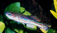Fundulopanchax mirabilis, : aquarium