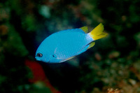 Chromis flavicauda, Cobalt chromis: aquarium