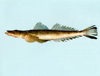 Cymbacephalus bosschei, Small-eyed flathead: fisheries, gamefish