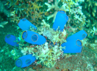 Clavelina caerulaea - Blue sea squirt