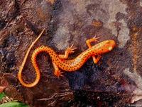 Image of: Eurycea longicauda (long-tailed salamander)