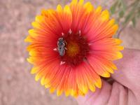 Image of: Megachilidae (leafcutting bees)