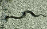 Image of: Sistrurus catenatus (eastern massasauga rattlesnake)