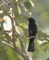 White-shouldered Tanager (Tachyphonus luctuosus) photo