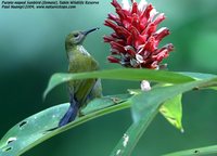 Purple-naped Sunbird - Hypogramma hypogrammicum