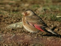 Crimson-winged Finch - Rhodopechys sanguinea