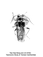 Trypherus niponicus - OO병대벌레