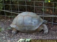 Aldabra Tortoise, Geochelone gigantea