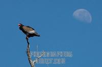 Bateleur in front of moon stock photo