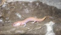 : Eurycea spelaea; Grotto Salamander