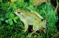 : Rana arvalis arvalis; Moor Frog