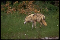 : Canis lupus; Gray Wolf