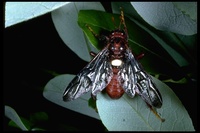 : Cimbex pacifica; Pacific Sawfly