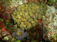 : Madracis decactis; Ten-ray Star Coral