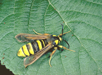 : Sesia apiformis; Hornet Moth