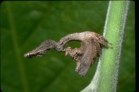 : Sphongophorus latifrons; Treehopper