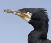 Great Cormorant by Steve Round from Surfbirds Galleries