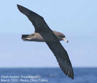 Figs. 17. Flesh-footed Shearwater Puffinus carneipes