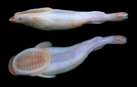 Remorina albescens, White suckerfish: