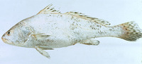 Protonibea diacanthus, Blackspotted croaker: fisheries, aquaculture