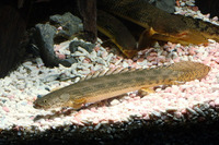 Polypterus ansorgii, Guinean bichir: aquarium