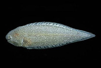 Symphurus melanurus, Drab tonguefish: