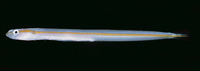 Gunnellichthys viridescens, Yellowstripe wormfish: