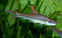 Cyclocheilichthys janthochir, : aquarium